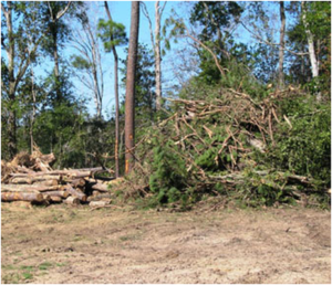 removed trees